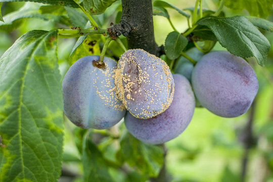 Plum fruits with fungal disease monilia cinerea. Plums rot on the branches. Pests, plum diseases