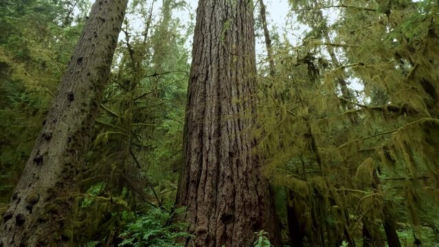 Huge Tree in the Forest in the Capilano Hiking Trails In Vancouver, British Columbia, Canada. Tilt Down