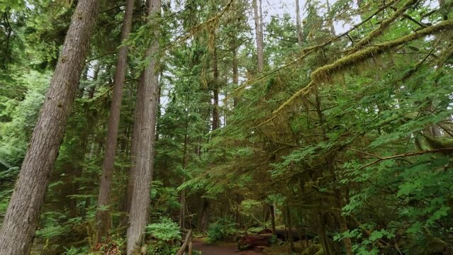 Forest Woods At Capilano Hiking Trails In Vancouver, British Columbia, Canada. Dolly Shot