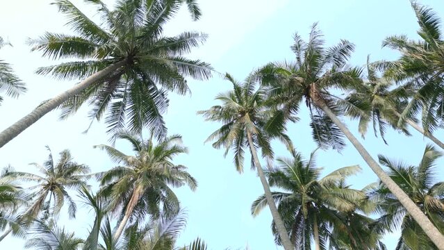 A bottom view of the tall green coconut palm trees against the backdrop of the blue sky.