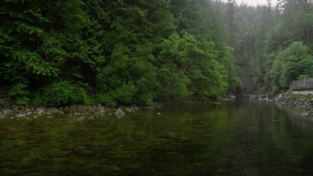 Capilano River And Forest In Cleveland Dam, North Vancouver, BC Canada. Wide Shot Panning Left