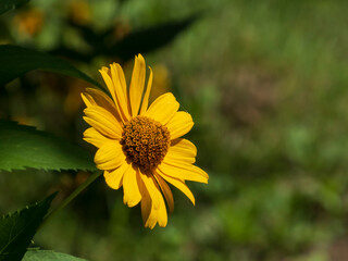 yellow flower in the garden