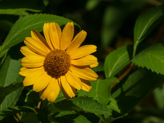 yellow flower in the garden