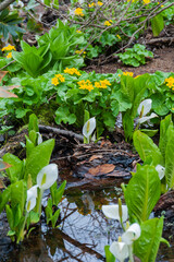 厚沢部の山麓に咲く水芭蕉