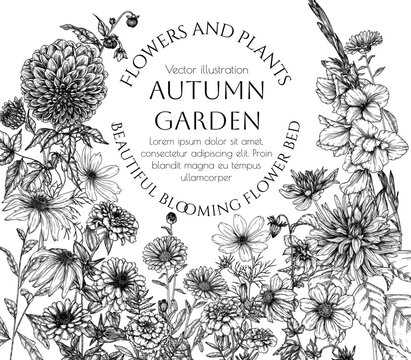 Vector frame autumn garden. Dahlia, cosmos, zinnia, marigold, calendula, rudbeckia, gladiolus in engraving style