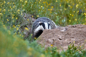 European badger (Meles meles) in  natural habitat, in a meadow with flowers