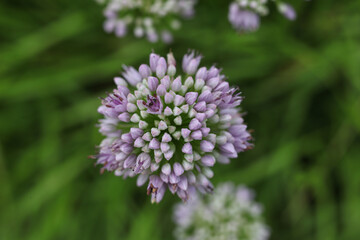 Allium senescens, commonly called aging chive blooming plant in the summer garden 