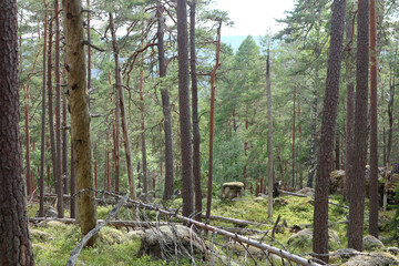 Forest and nature reserve in southern Sweden with a large proportion of tall conifers (spruces and pines)