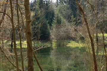 small lake in a wood with reflections