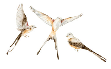 watercolor birds