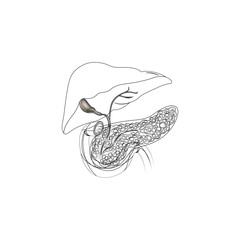 panceres organ vector type icon