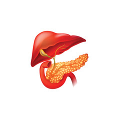 panceres organ vector type icon