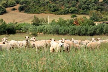 Fototapeta premium Shepherd dog guarding and leading the sheep flock