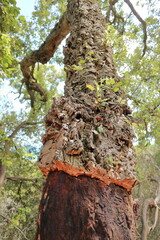 Cork tree in Sardinia, Portuguese cork oak after harvest.
