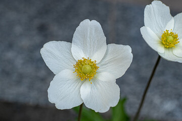 White anemone flower. Delicate bud with a yellow core. Garden flowers. Summer plant in the flowerbed. Poppy anemones Coronaria closeup. Windflower floral petal