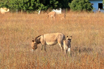 herd of donkeys with offspring in sardinia