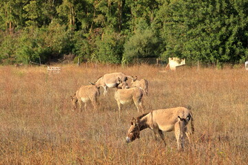 herd of donkeys with offspring in sardinia