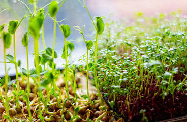 Green micro green sprouts in sunlight