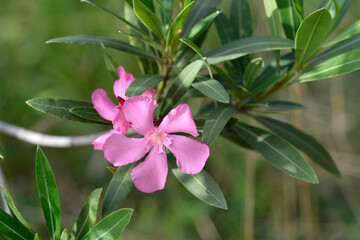 Common oleander pink flowers