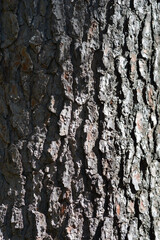 Obraz premium Aleppo pine bark detail