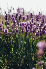 lavender field in bloom in summer