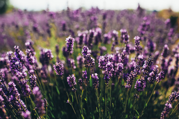Obraz premium lavender field in bloom in summer