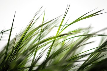 Long blades of green grass against a white backdrop. Generative AI