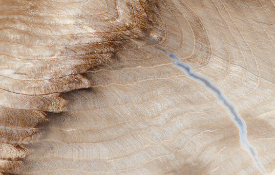 Petrified Spruce
