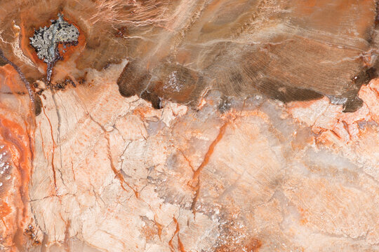 Fossilized Wood closeup