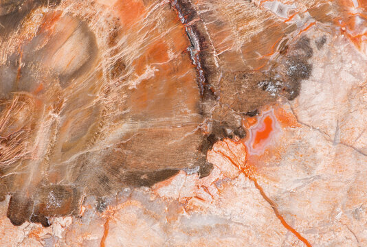 Petrified Wood macro