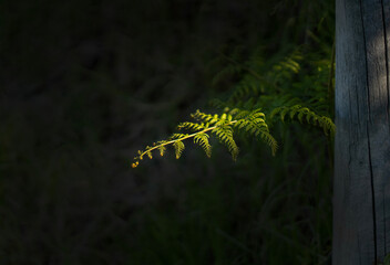 Bracken fern in the sunlight