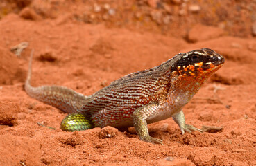 Bunter Haiti-Maskenleguan // Hispaniolan masked curly-tailed lizard (Leiocephalus personatus)