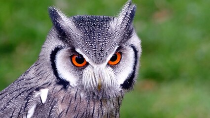 great horned owl