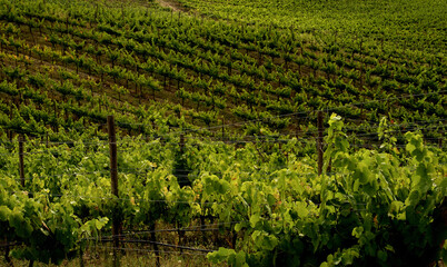 Fototapeta na wymiar Vineyards in the region of Sardoal, Abrantes, Portugal