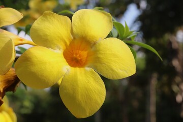 yellow and white orchid