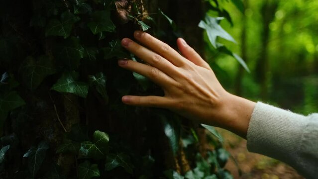 Close up footage of green vegetation on forest, woman hands gently touches green leaves on a tree.
