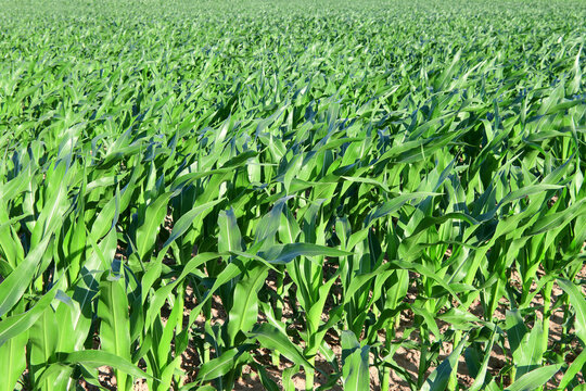 Maisfeld im Fr&uuml;hsommer