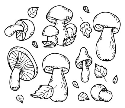 Collection autumn forest mushrooms. Fresh edible white and chanterelle mushrooms. Vector illustration. Isolated outline hand drawing doodles.