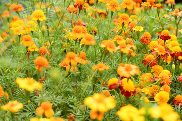 Flowers Marigolds. Side view. High resolution photo. Selective focus.