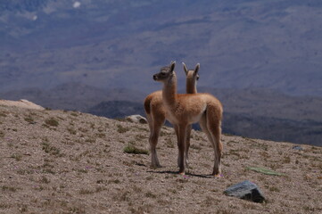 Guanacos, camélidos maméferos  de America del sur en la cordillera de los Andes. Parque...