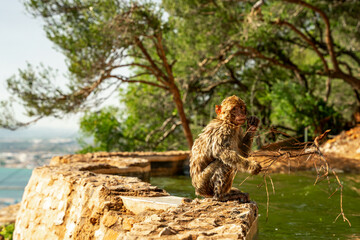 Mokra małpka siedzi na brzegu skały. Magoty gibraltarskie, wolno żyjące małpy mieszkające na Skale Gibraltarskiej. 