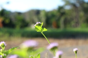 flowers in the forest