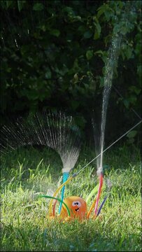 Vertical video of an octopus-shaped sprinkler spraying water in a spectacular pattern, watering the lawn on a sunny summer day, with dark green bushes in the background.