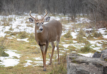 White-tailed deer buck walking in a snow covered meadow in Canada - 631119695