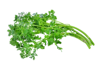 Coriander transparent png