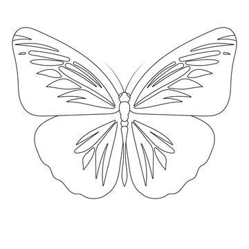 Butterfly line art Illustration on transparent background