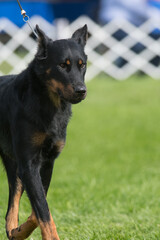 Beauceron looking strong in the dog show ring