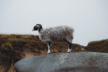 Ram standing on a rock in a mountain landscape, male sheep, mountain goat