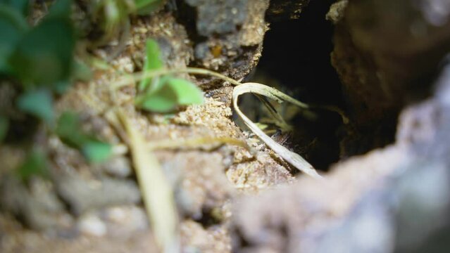 Black ants collect food in the anthill at night