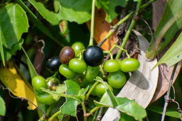 A bunch of cayratia trifolia among wild plants. Causonis, bush grape, ripe fox-grape in morning